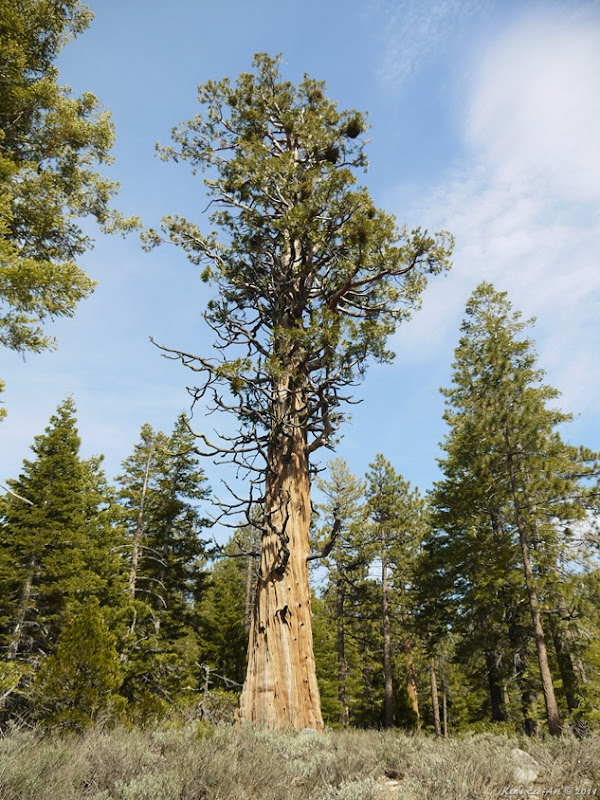 Ken's Photo Gallery Incense cedar (Calocedrus decurrens)